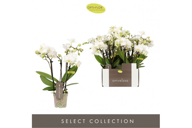 Phalaenopsis multiflora wit Optifriend Sandra 4 spike18 bl. 4 tak/plnt 
