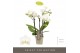 Phalaenopsis multiflora wit Optifriend Sandra 4 spike18 bl. 4 tak/plnt 