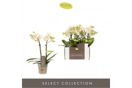 Phalaenopsis multiflora geel Optifriend Sara 2 spike10 bl. 2 tak/plnt 