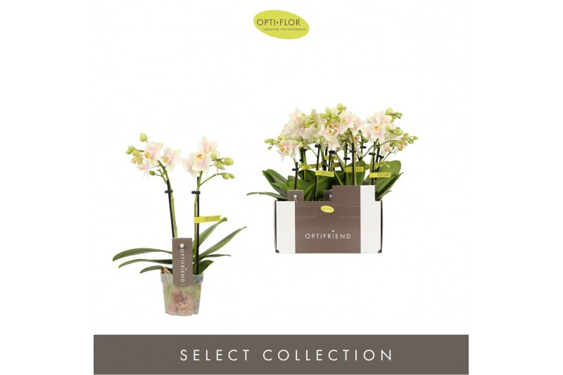 Phalaenopsis multiflora geel Optifriend Sara 2 spike10 bl. 2 tak/plnt  