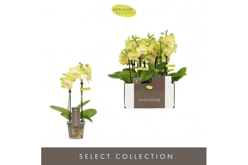 Phalaenopsis multiflora geel Optifriend Yellow 2 spike10 bl. 2 tak/pln 