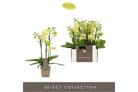 Phalaenopsis multiflora geel Optifriend Yellow 3 spike15 bl. 3 tak/pln