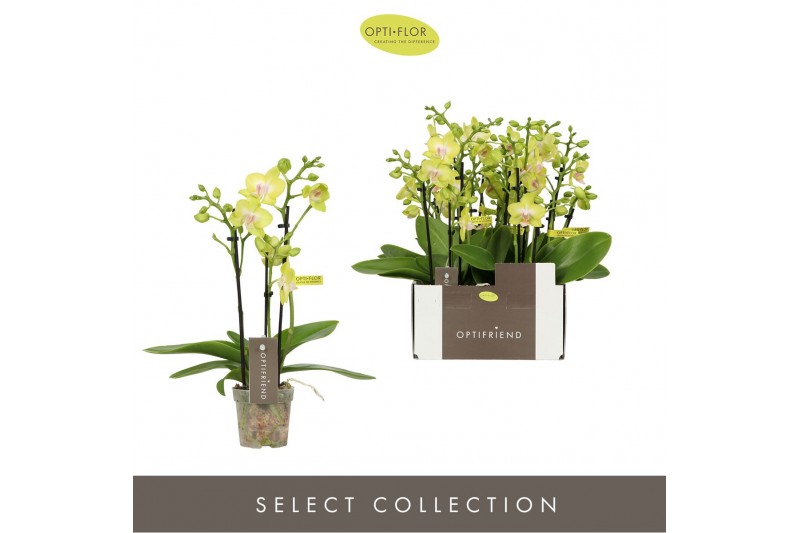 Phalaenopsis multiflora geel Optifriend Yellow 3 spike15 bl. 3 tak/pln 