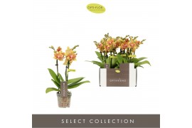 Phalaenopsis multiflora geel Optifriend Indy 3 spikebl.  tak/plnt 150