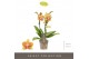 Phalaenopsis multiflora geel Optifriend Indy 3 spikebl.  tak/plnt 150 