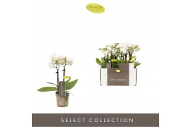 Phalaenopsis multiflora wit Optifriend White 2 spike10 bl. 2 tak/plnt