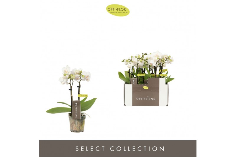 Phalaenopsis multiflora wit Optifriend White 2 spike10 bl. 2 tak/plnt 