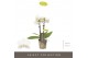 Phalaenopsis multiflora wit Optifriend White 2 spike10 bl. 2 tak/plnt 