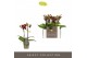 Phalaenopsis multiflora Optifriend Esmee 2 spike10 bl. 2 tak/plnt 150 