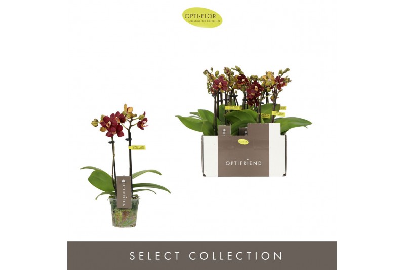 Phalaenopsis multiflora Optifriend Esmee 2 spike10 bl. 2 tak/plnt 150 
