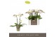 Phalaenopsis multiflora wit Optifriend Zoë 2 spike10 bl. 2 tak/plnt 15 