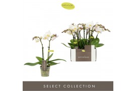 Phalaenopsis multiflora wit Optifriend Zoë 2 spike10 bl. 2 tak/plnt 15