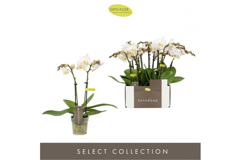Phalaenopsis multiflora wit Optifriend Zoë 2 spike10 bl. 2 tak/plnt 15 