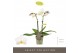 Phalaenopsis multiflora wit Optifriend Zoë 2 spike10 bl. 2 tak/plnt 15 