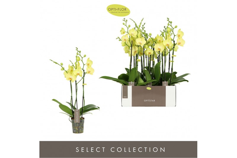Phalaenopsis anthura ferrara Optistar Ferrara 3 spike18 bl. 3 tak/plnt 