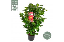 Camellia japonica dr king Camellia jap. Dr. King50 bl.