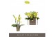 Phalaenopsis multiflora geel Optifriend Vayenne 3 spike15 bl. 3 tak/pl 