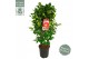 Camellia japonica dr king Camellia jap. Dr. King50 bl. 