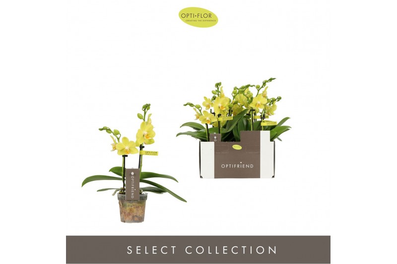 Phalaenopsis multiflora geel Optifriend Vayenne 2 spike10 bl. 2 tak/pl 