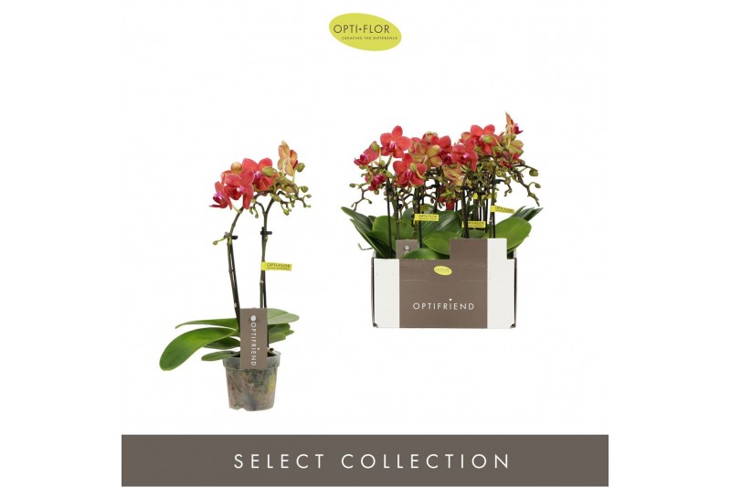 Phalaenopsis multiflora rood Optifriend Rosa 2 spike10 bl. 2 tak/plnt  