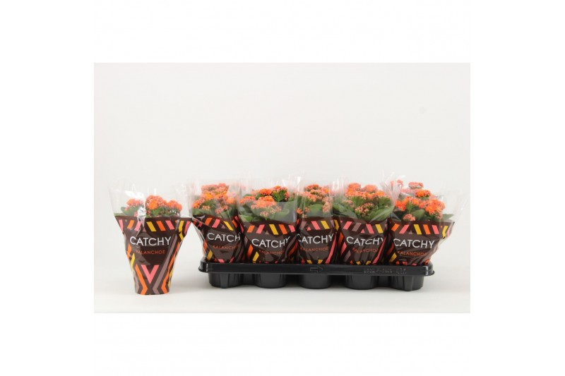 Kalanchoe perfecta orange Catchy Season orange 
