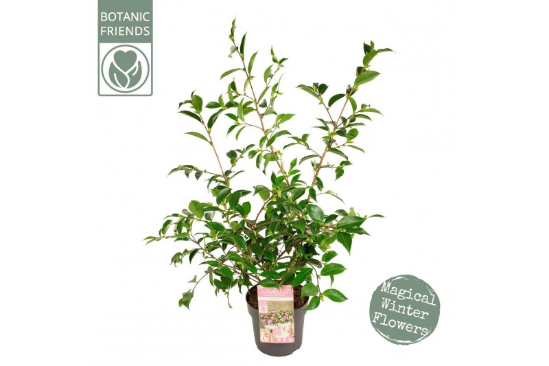 Camellia japonica Camellia sas. Strawberry Swirl Premium25 bl. 