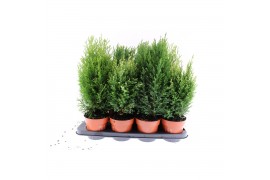 Coniferen mix groene mix coniferen