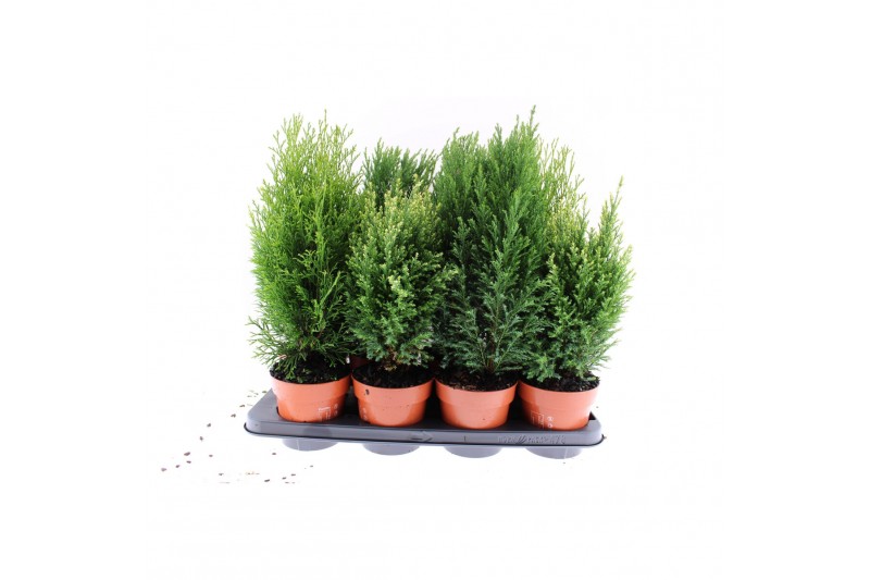 Coniferen mix groene mix coniferen 