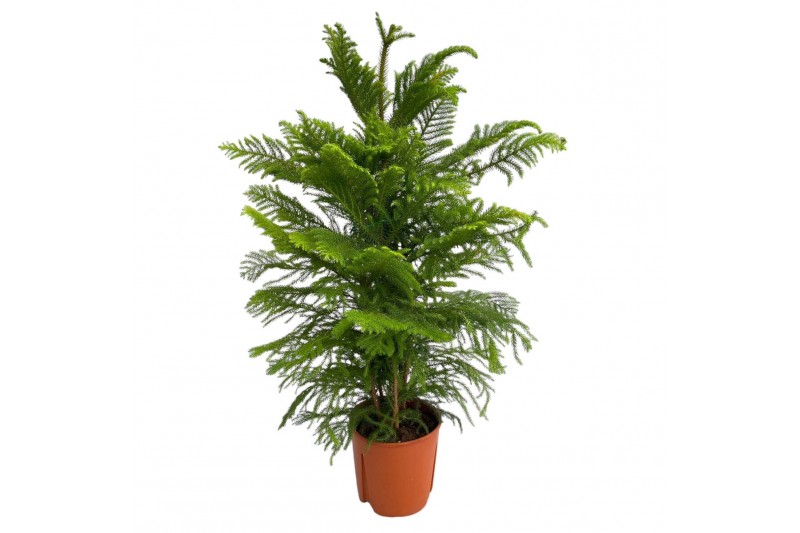 Araucaria araucana Araucaria Heterophylla - pot 22 cm 