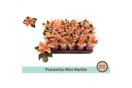 Euphorbia pul. christmas feelings marble Euph. Poinsettia Mini Marble 
