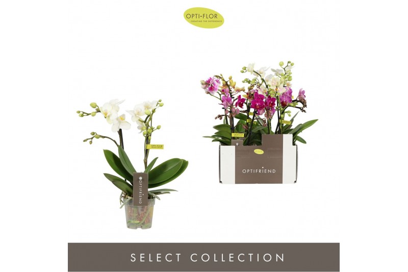 Phalaenopsis multiflora mix Optifriend Mix 2 spike10 bl. 2 tak/plnt 15 