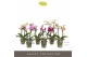 Phalaenopsis multiflora mix Optifriend Mix 2 spike10 bl. 2 tak/plnt 15 
