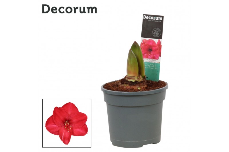 Hippeastrum Hot Pink 2 Knop (Decorum) 
