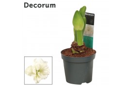 Hippeastrum Amaryllis Kolibri Alfresco 2 Knop (Decorum)2 tak/plnt