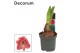 Hippeastrum Kolibri Amalfi 2 knop (Decorum) 