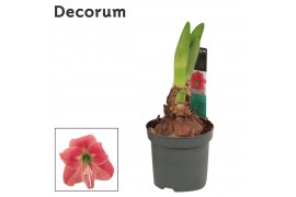 Hippeastrum Amaryllis Kolibri Amalfi 2 knop (Decorum)2 tak/plnt