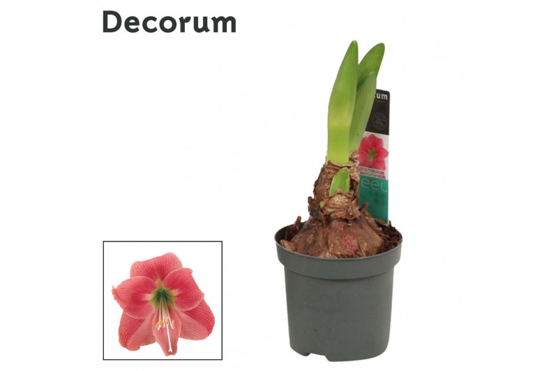 Hippeastrum Kolibri Amalfi 2 knop (Decorum) 