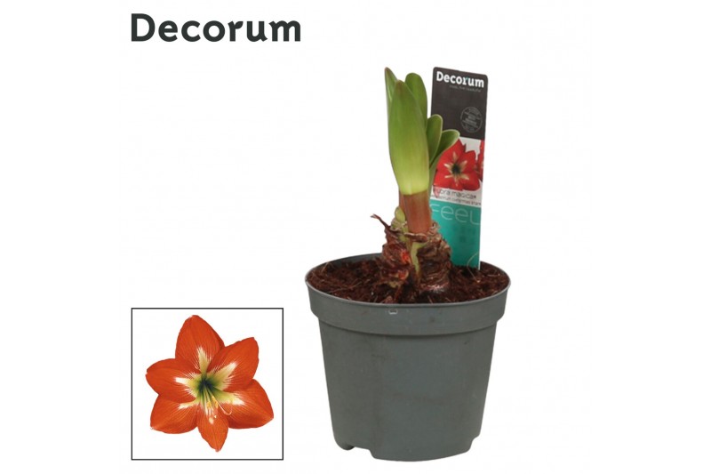 Hippeastrum Kolibri Christmas Star 2 Knop (Decorum) 
