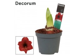 Hippeastrum Amaryllis Kolibri Top Choice 2 Knop (Decorum)2 tak/plnt