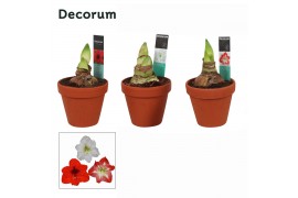 Hippeastrum Amaryllis Mix 2 Knop Terracotta Steen OP (Decorum)2 tak/pl