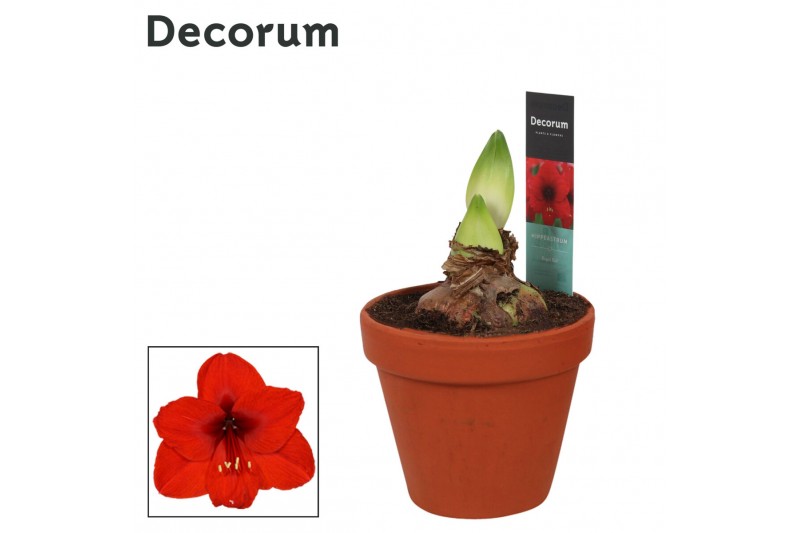 Hippeastrum Royal Red 2 Knop Terracotta Steen OP (Decorum) 