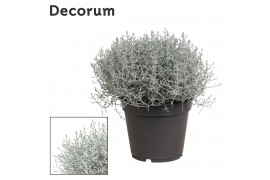 Leucophyta brownii Leucophyta (Calocephalus) Brownii (Decorum)