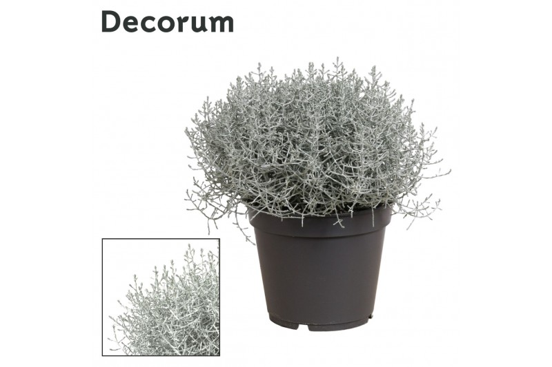 Leucophyta brownii Leucophyta (Calocephalus) Brownii (Decorum) 