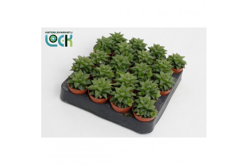 Haworthia cymbiformis 