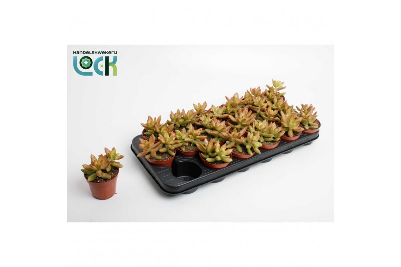 Sedum Sedum Adolphii 