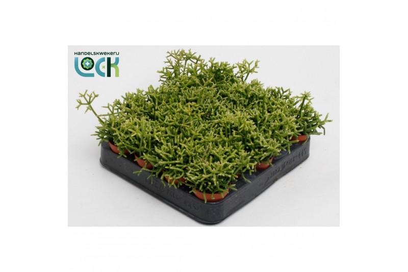 Rhipsalis heteroclada 