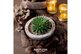 Arrangementen succulenten ROOTLESS Aloe aristata magic, Koala bowl1 pp