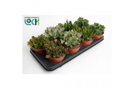 Crassula Crassula Mix