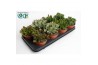 Crassula Crassula Mix