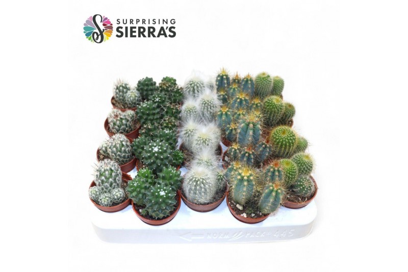 Cactus mix Sierras® - Granada Cactus Mix (Prime)1 pp 